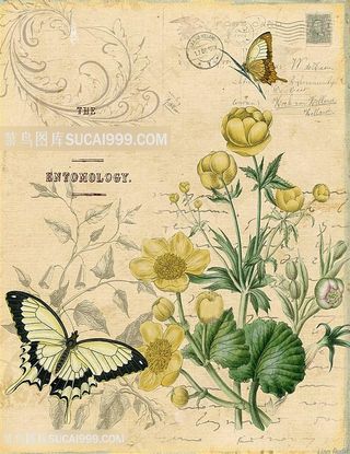 欧式花与蝴蝶装饰画