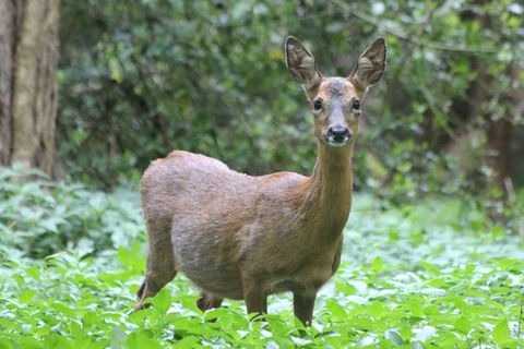 草丛野生小鹿图片
