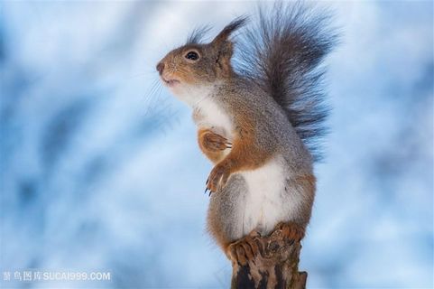 4K高清松鼠图片
