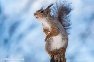 4K高清松鼠图片