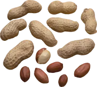 27_peanut_PNG48