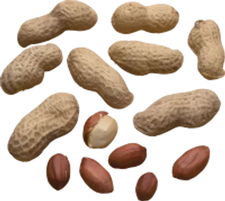 27_peanut_PNG48