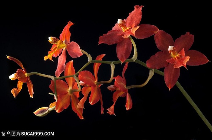 超高清红艳艳红色鲜花图片