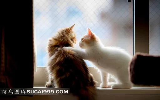 搭肩聊天的萌猫 搭肩聊天的萌猫