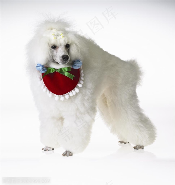 迷你犬-站立的洁白狗狗侧面