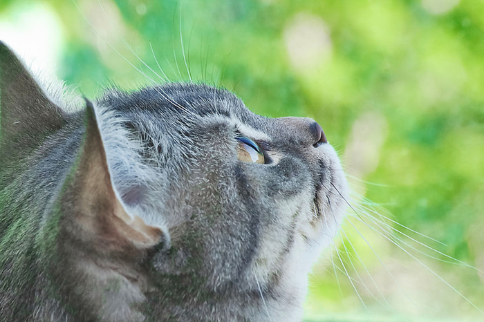 可爱猫咪 动物 素材 奶萌 (111)