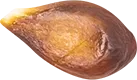 05_Pear Seed