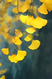 秋叶黄色树枝虚化背景