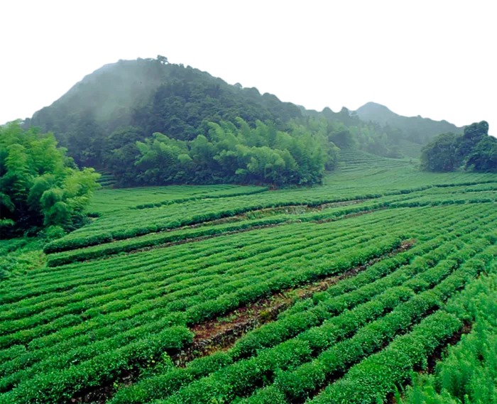 现代农业茶园