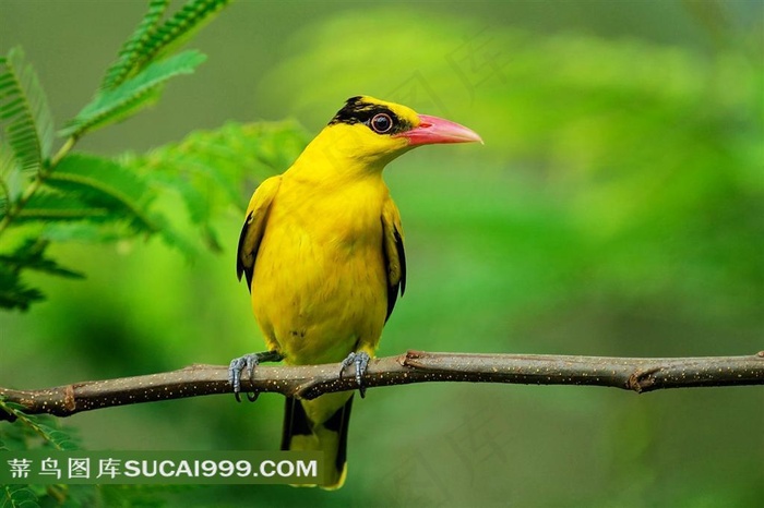 站在枝头的鹂鸟高清图片