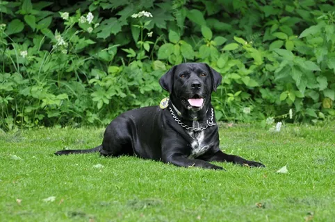 拉布拉多黑色宠物犬图片 拉布拉多黑色宠物犬图片