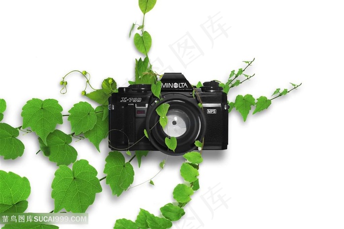 被绿色植物藤蔓围绕的相机