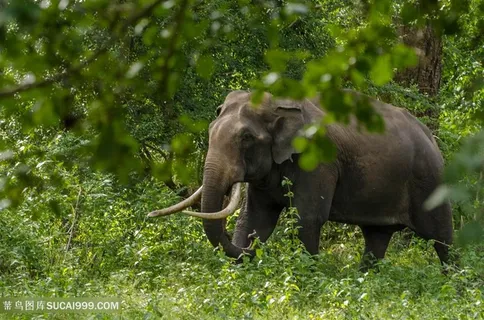 高清树林里走路的大象图片 高清树林里走路的大象图片