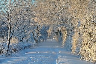 冬天白雪背景风景