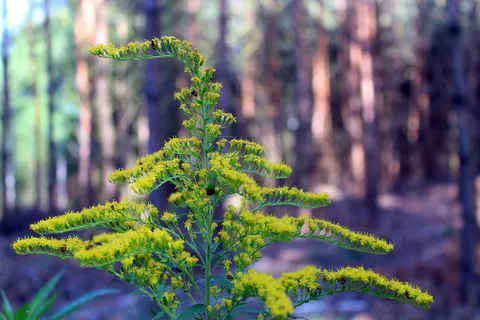 一枝黄花草图片 一枝黄花草图片