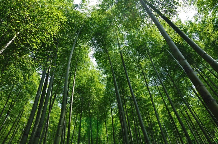枝叶繁茂的竹林高清图片