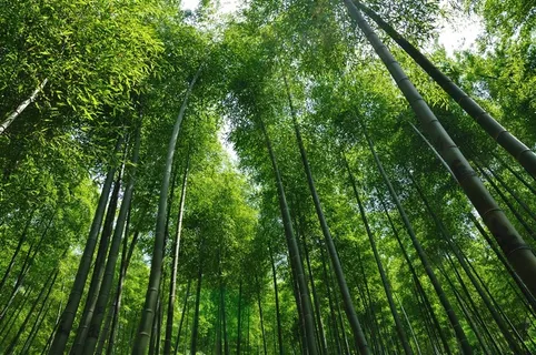 枝叶繁茂的竹林高清图片 枝叶繁茂的竹林高清图片