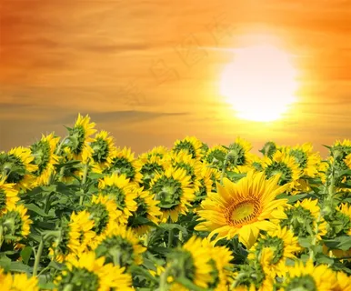 向日葵花海合集 向日葵花海合集