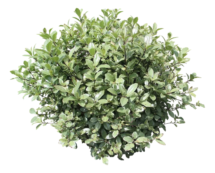 高清树木素材 免抠PSD植物素材 美术绘画园林贴图 树草灌木花草