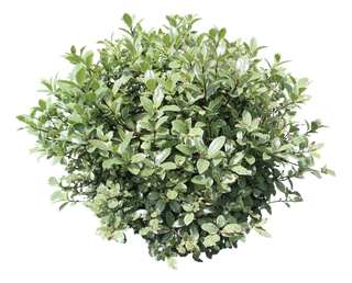 高清树木素材 免抠PSD植物素材 美术绘画园林贴图 树草灌木花草