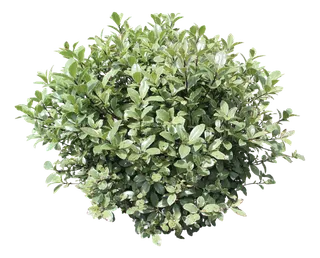 高清树木素材 免抠PSD植物素材 美术绘画园林贴图 树草灌木花草