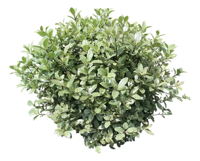 高清树木素材 免抠PSD植物素材 美术绘画园林贴图 树草灌木花草 高清树木素材 免抠PSD植物素材 美术绘画园林贴图 树草灌木花草