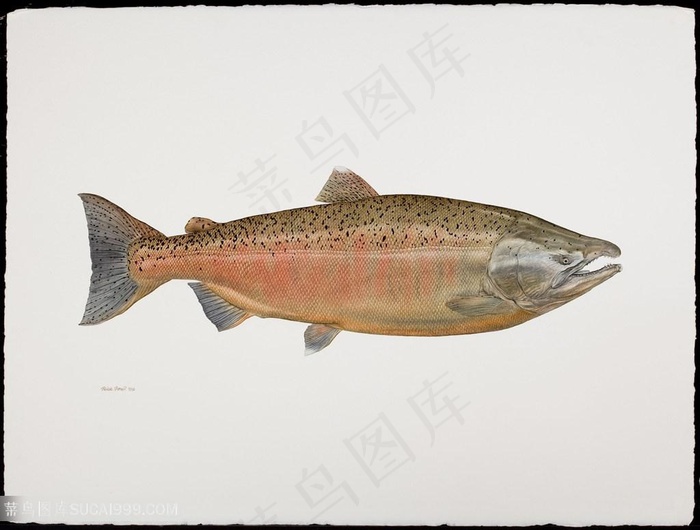 高清唯美水彩鱼插画