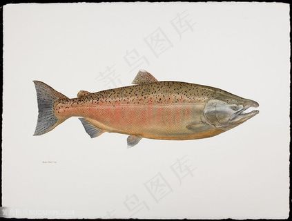 高清唯美水彩鱼插画