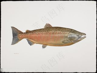 高清唯美水彩鱼插画
