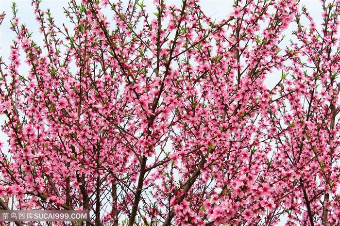 高清唯美粉色桃花图片