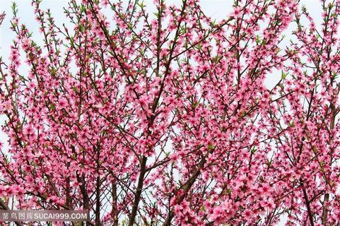 高清唯美粉色桃花图片