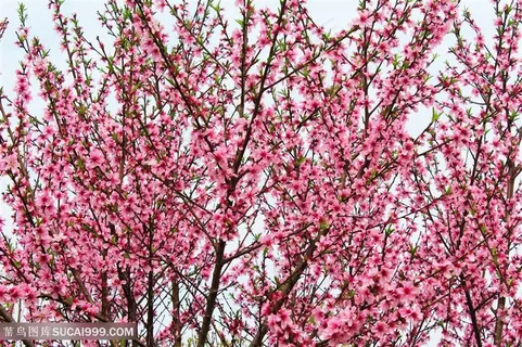 高清唯美粉色桃花图片