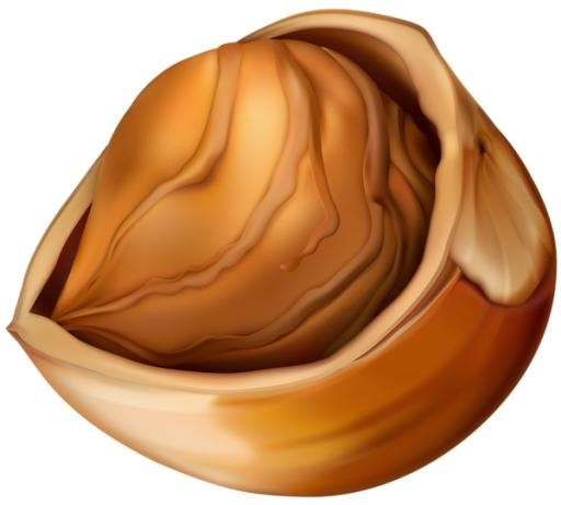 榛子 PNG免抠(600x541)