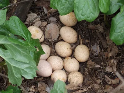 鸡蛋鸭蛋菜市场农村牧场鸡