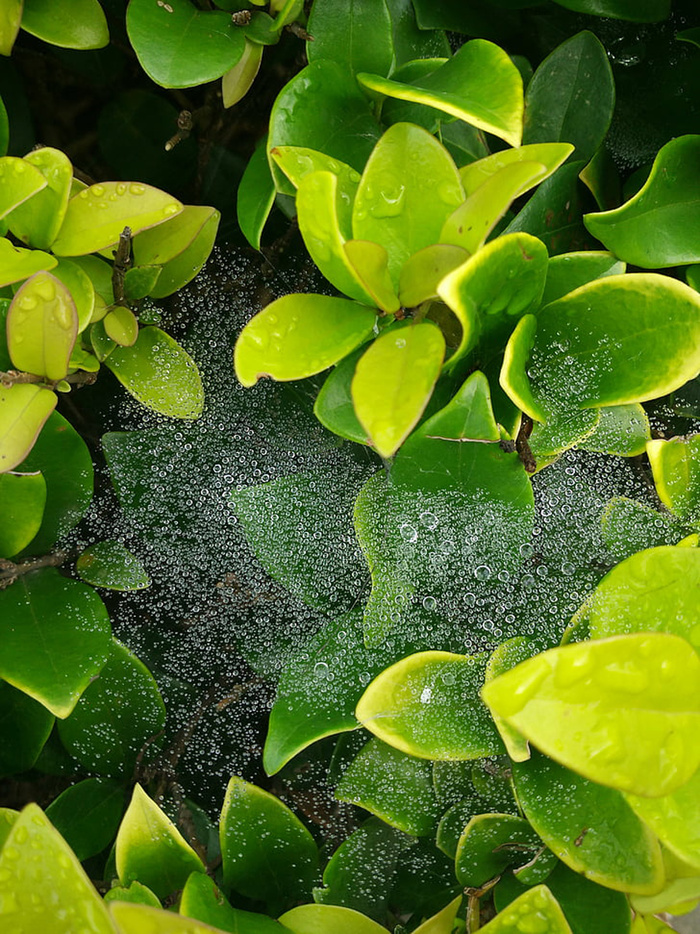 风景 露水 素材拍摄 (7)