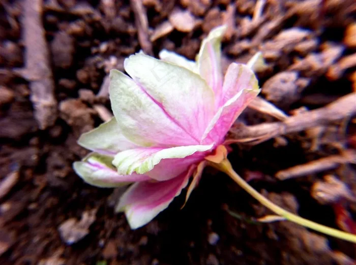飘落的樱花图片