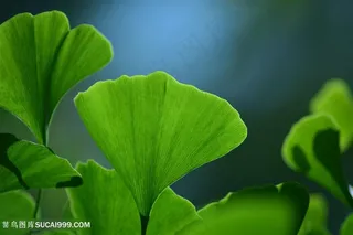 高清银杏树叶图片