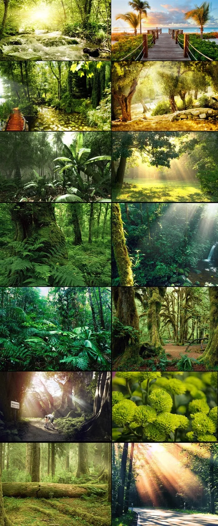 高清自然森林设计大背景