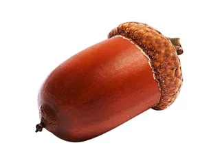 橡子 PNG 图像免抠