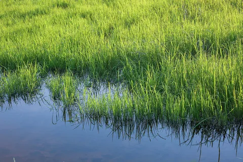 水面水草沼泽