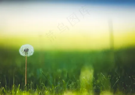 绿草地蒲公英图片 绿草地蒲公英图片