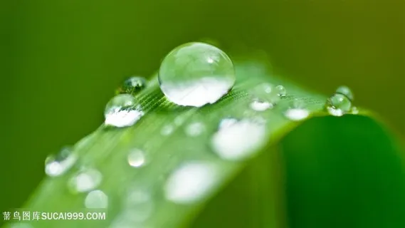 水滴树叶壁纸 水滴树叶壁纸