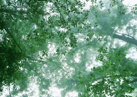 森林风景环境素材