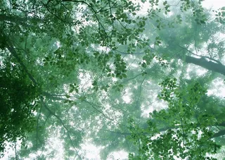 森林风景环境素材