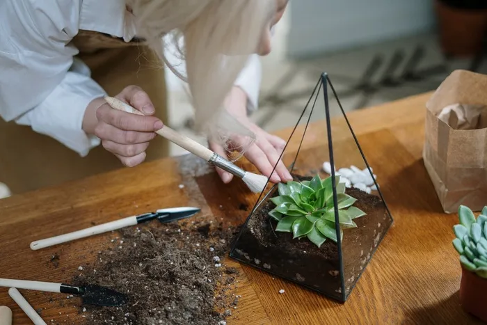 室内用刷子清洁绿色植物