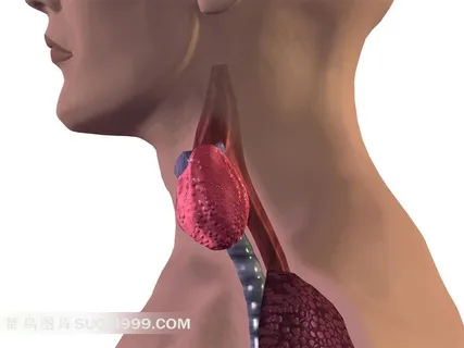 人体喉咙透视图片