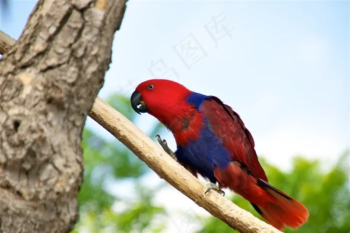 鹦鹉特写美丽美图素材
