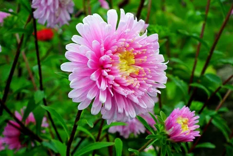 粉色翠菊花朵图片 粉色翠菊花朵图片