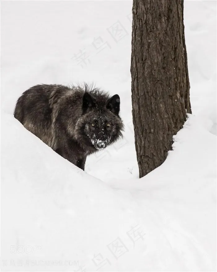 高清雪地里玩耍的黑狼图片