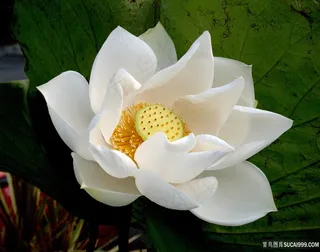 唯美高清白色荷花图片